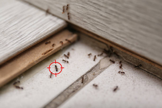 Best Residential Pest Control  in Winnfield, LA