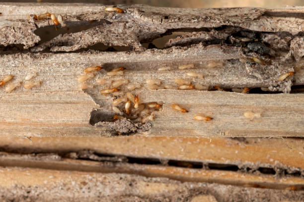 Bird Control in Winnfield, LA